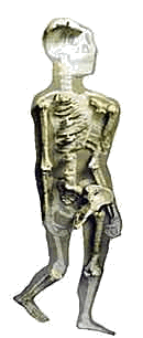   Australopithecus afarensis ( ,       ),     1979 